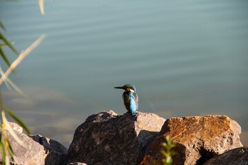 kingfisher on a lake on an autumn morning