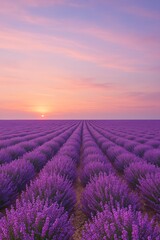 Fototapeta premium Peaceful lavender field at sunset with rows of purple flowers under pastel sky