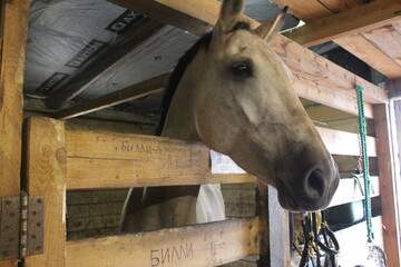 Sand-colored horse's head with black mane, close-up. Symbol 2026