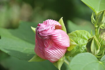 ピンク色の蕾