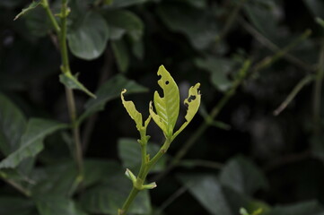 虫食いの葉