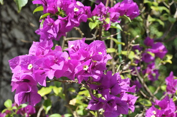 ピンク色の夏の花