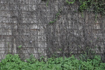 廃屋の壁