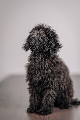 A curly black Toy Poodle sits on a wooden floor, facing sideways. The photo is taken indoors against a plain, light background, showcasing the dog’s fluffy coat.