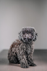 A curly black Toy Poodle sits on a wooden floor, facing sideways. The photo is taken indoors against a plain, light background, showcasing the dog’s fluffy coat.