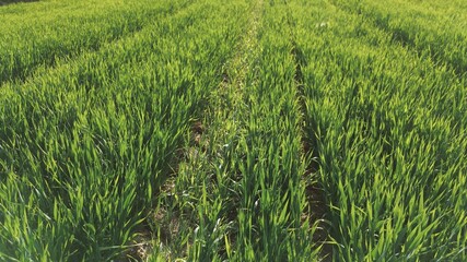 Agricultural landscape with rows of young crops