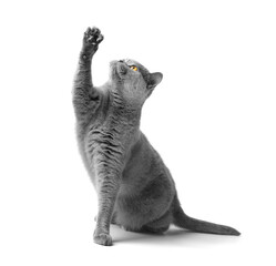 The cat on its hind legs reaches for a treat.