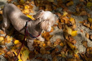 秋の柔らかな光の中で散歩を楽しむ小型犬