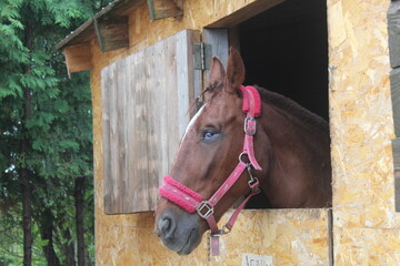 A brown horse with a red harness looks out of the stall. Symbol of 2026