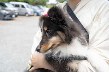 飼い主の腕の中でリラックスする子犬のシェルティ