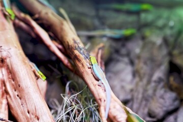 Vibrant day gecko crawling on wood
