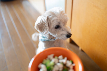 ごはんを待つシニア犬のマルプー、手作り食やドッグフードのイメージ