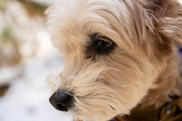 優しい眼差しで見つめるマルプー（マルチーズ&times;トイプードル）のクローズアップ