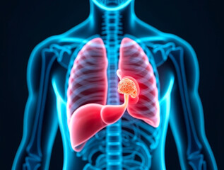 Human liver highlighted in medical scan showing disease or inflammation concept