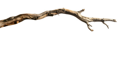 Fototapeta premium Weathered branch against solid black background, details visible