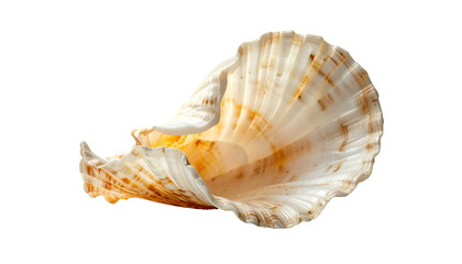 Obraz premium Detailed view of an open seashell, with intricate texture and color