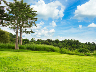 Green park garden nature outdoor landscape decorection plant with clear blue sky background, grass gardens for tourism vacation relax, environment concept