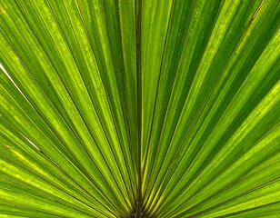 Detailed view of vibrant green fan-shaped leaf structure