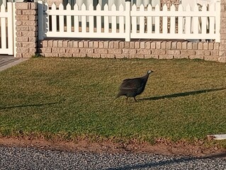 Guineafowl on the grass