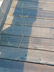 grass growing through wood