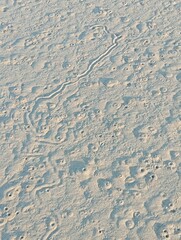Marine life movement in the sand