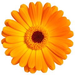 Obraz premium Bright, vibrant bloom with layers of orange petals and a dark center