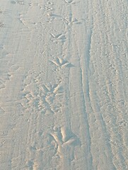 Bird tracks in the sand