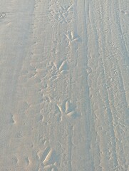 traces on sand