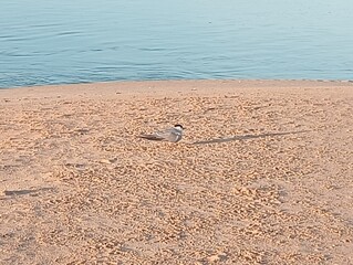 Small bird on the sand