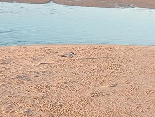bird on the beach