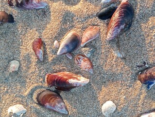 Mussel shells on the beach