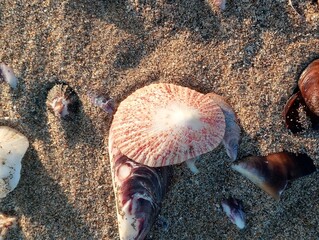 Shells on the beach