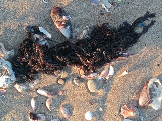  seaweed and shells on the beach