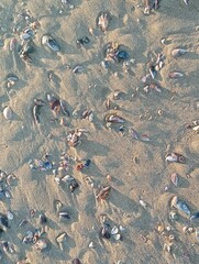  shells on a beach after a storm