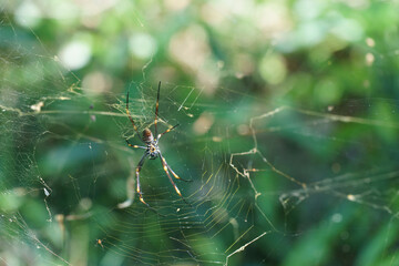 Orb Web Spider on its Web
