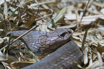 A Snake in Grass