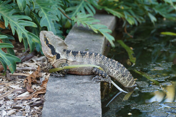 An Eastern Water Dragon Lizard on a Wall