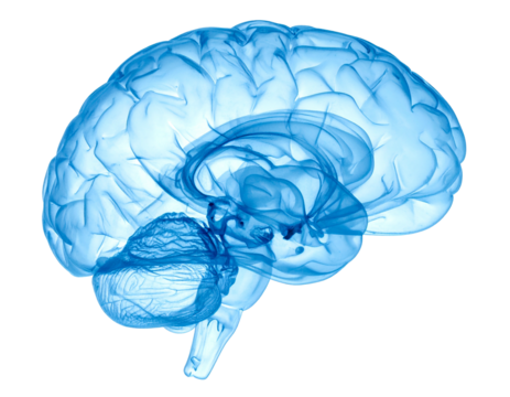 A transparent, blue rendering of a human brain, shown in profile against black - Powered by Adobe