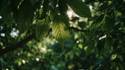Sunlit Green Leaves A Natural Canopy of Light and Shadow in Forest - Powered by Adobe