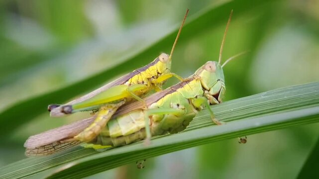 Vibrant Macro Footage of Two Grasshoppers (Caelifera) Mating on a Green Stem, 4K UHD