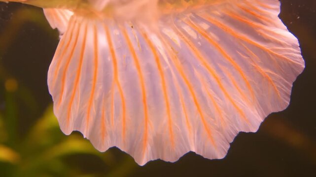Vibrant guppy fish fin with delicate orange veins in aquarium