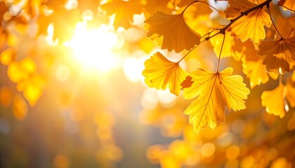 Fototapeta premium A sun-drenched image features yellow leaves in soft focus, capturing autumnal beauty. The sun's light creates a warm, inviting glow