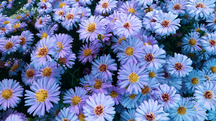 Flower background. Field of daisies. Sensuality and emotionality.