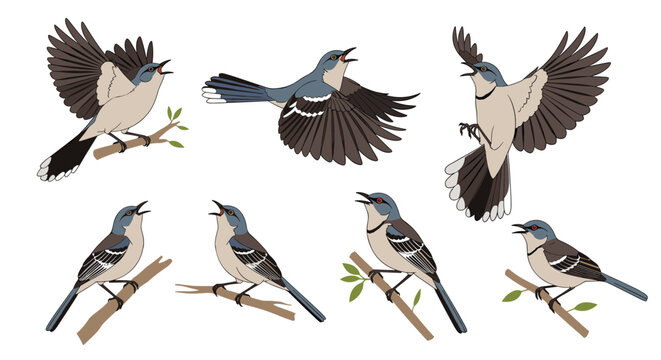Diverse poses of mockingbirds in flight and perched on branches.