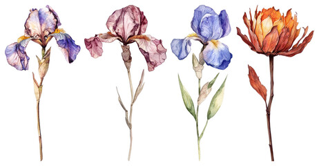 Obraz premium PNG Elegant watercolor floral illustration, element set on transparent background