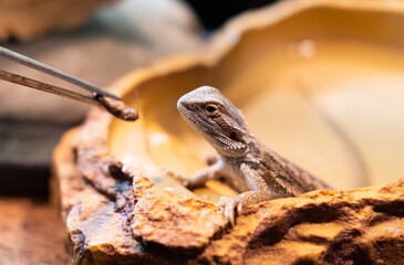 Baby of bearded agama dragon sits in his terrarium and eat bug feeding Cure exotic domestic animal, pet. The content of the lizard at home.