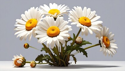 Close-up of beautiful daisy flowers with white petals and yellow centers