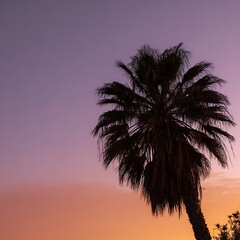 palm trees on the beach