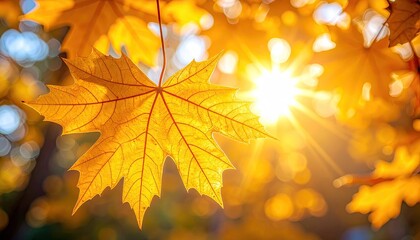 Close Up Shot of Orange Maple Leaf With Golden Sunlight Filtering Through Leaves in Autumnal Scene With Bokeh Background