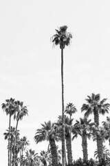 Fototapeta premium A world of contrasts — where silence meets the skyline, and nature whispers beyond the noise.”